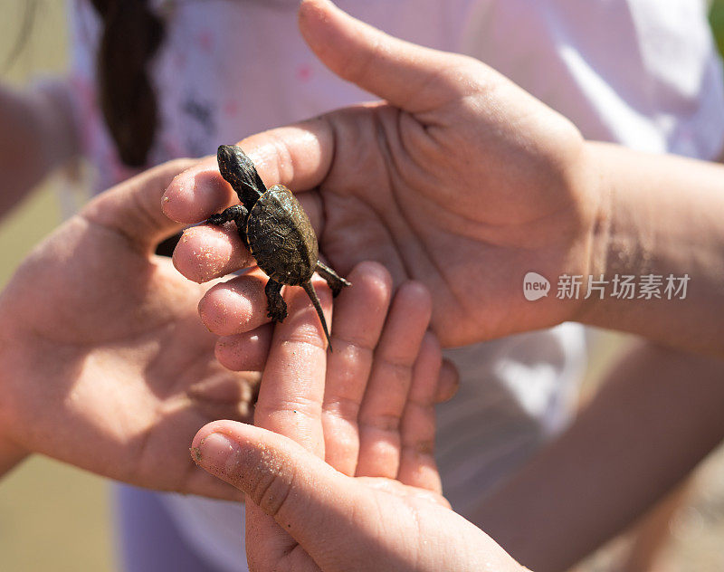 Hand of children holding cute newborn baby turtle